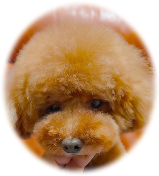 犬画像1